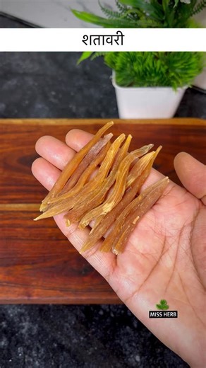 Rajmani Patel | Nutritionist | Miss Herb on Instagram: "Ep-02 शतावरी: महिलाओं के लिए अमृत 🌸🪴 🌿 Shatavari Drink Recipe Ingredients: * Shatavari powder – 1 teaspoon * Warm milk – 1 cup (200 ml) (you can also use lukewarm water for vegan option) * Honey – ½ teaspoon (optional, for taste) How to Prepare: 1. Warm the milk (do not boil it). 2. Add 1 teaspoon of Shatavari powder. 3. Stir well until it mixes properly. 4. Add honey once the milk becomes lukewarm. 5. Drink immediately. 🕒 Right Way to