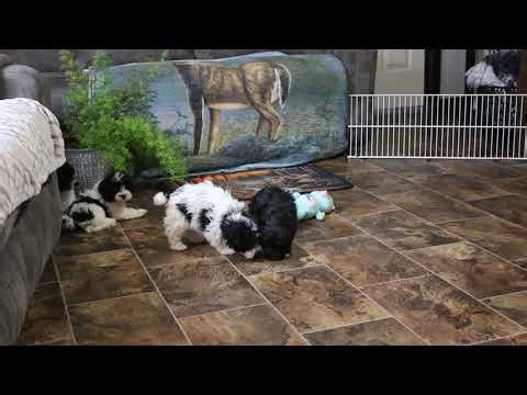 Havapoo Puppies For Sale