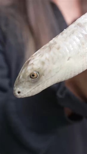 2K views · 37 reactions | Meet Giuseppe, our European legless lizard!...