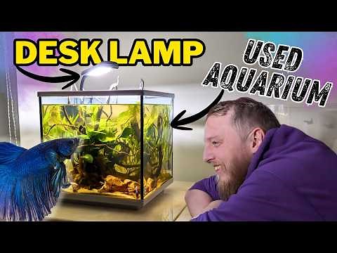 How to Set Up a Cheap Betta Fish Aquarium. (Set Up Masterclass)