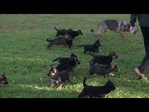 German Shepherd Puppies For Sale