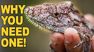 1.1K views · 83 reactions | Cuban False Chameleons are amazing anole species that are typically not flighty or aggressive! Highly recommended by us.  | TikisGeckos | Facebook