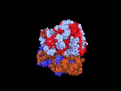 70S ribosome