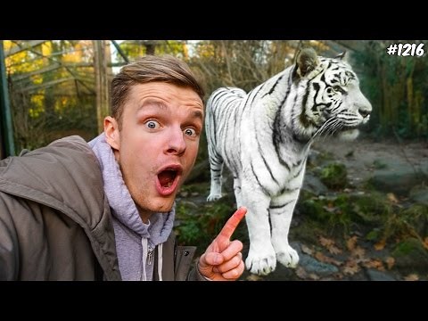 EEN ECHTE TIJGER! - ENZOKNOL VLOG #1216