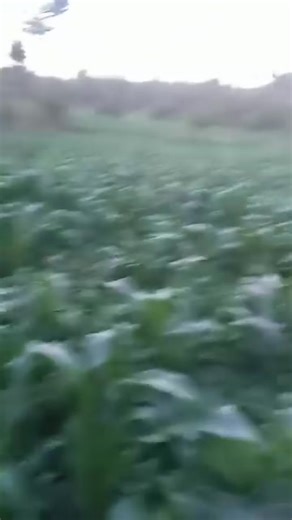 6.3K views · 181 reactions | After second application | Farm with me | Facebook