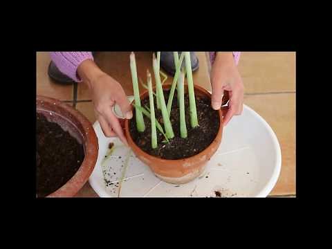 citronella: Propagating citronella