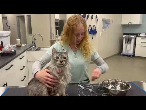 How to Administer Subcutaneous Fluids to Your Cat at Home