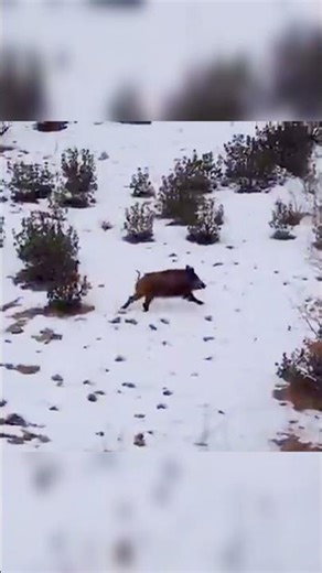 2 Wild Boars Running in Jungle – One Shot Hunt 🐗💥 Extreme Hunting Action