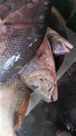 #latestfishmarketupdates #fishmarketkarachi #fypシ゚ #KarachiFish #karachifishery #silverpomfret #Sindh #snapper #seafoodlovers #redsnapper | Qasim Ocean Feast