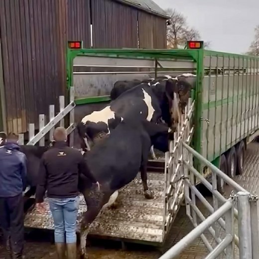 COWS.IE - DAVID CLARKE LIVESTOCK - FARMING IN IRELAND on Instagram: "Ciaran and Ian loading fresh calved cows for a neighbouring dairy farm here in Co Westmeath. We wish them the best of luck in their new home. If you require similar stock to suit your system contact Alan on: +353 87 116 6045 #farming #farmlife #livestock #cows #grasstomilk #ireland"
