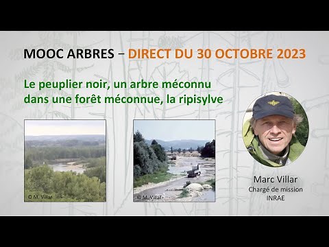 Le peuplier noir, un arbre méconnu dans une forêt méconnue, la ripisylve / Marc Villar