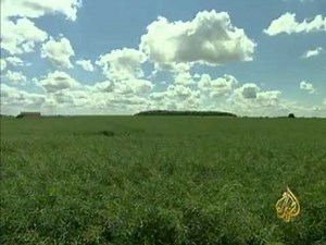 صناعة زيت بذور اللفت في بريطانيا