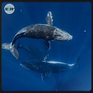 Explore the breathtaking moments from the 16th annual underwater photo contest—[Full story in 𝗰𝗼𝗺𝗺𝗲𝗻𝘁]👇 | Adorable Things