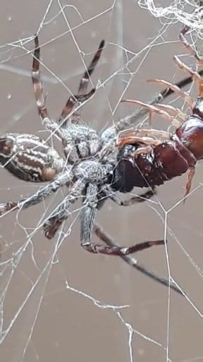 262K views · 678 reactions | The spider weaves in silence, its web a...