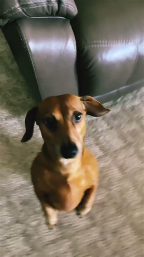 Day2 of making may dog Max famous! #dance #dog #fypシ #fypシ #viral #youtube