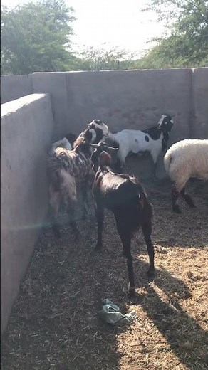 استمتع يا ماعز إلى الأبد #goat goat meeting goat farm goat love #bakaraykimasti #bakra