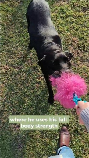 Why Playing Fetch Can Make Some Dogs Overstimulated 🐾 #dog #dogbehavior #calmdog