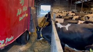 10K views · 439 reactions | Learn more at Cowsignals: https://www.cowsignals.com/en/online_courses/feedingsignals | CowSignals Training Company | Facebook