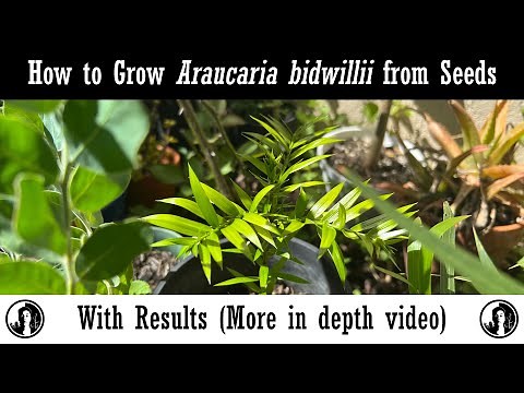 How to grow Araucaria bidwillii (Bunya Pines) from Seeds with Results
