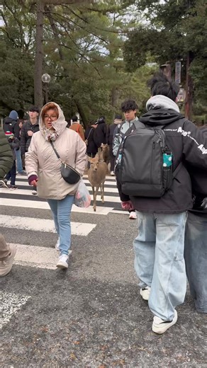 Exploring Nara Park: Home to Japan's Beautiful Deer