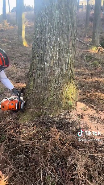 林業伐採：STIHLとHusqvarnaの選択