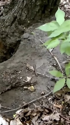 1.4K views | Excavations of a German WWII officer | Metal Detecting WWII Battlegrounds | Facebook