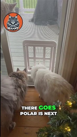 Watch All The Cats EXPLODE Outdoors! #shorts