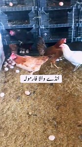 #mianpoultryfarm #murgifarm #eggforsale #hen #murgi #farming #newyear2026 #rajabbutt #egg #birds #vlog2025 | Mian Poultry Farm