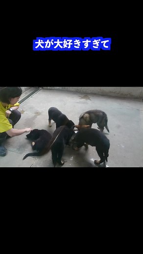 トップレベルの技術が手に入るドッグトレーナー犬訓練士を目指すならコチラをチェック