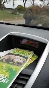 138K views · 38 reactions | Baboon wrecks the tourists' car | Handy Panda | Facebook