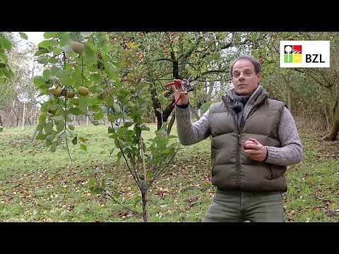 Pruning fruit trees - Part 1: Basics