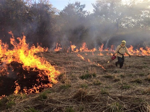 Anteater Flees Forest Fire: Costa Rica Has Already Recorded 100 Fires So Far in 2026 ⋆ The Costa Rica News