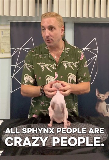 Meet the Adorable Sphynx Kittens at Catstravaganza!