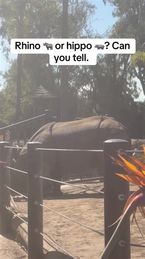 Arie (@aimeeann369)’s video of rhino