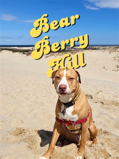 Exploring Bearberry Hill: A Scenic Walk in Truro, MA