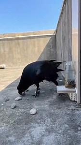 "A wise crow knows the trick! Intelligence in action – raising the water level one stone at a time. #SmartCrow #WisdomInNature" | Eyes on nature