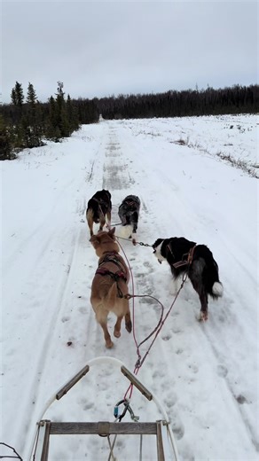Come dog mushing with us! A run cut short because of a tree across the trail that I couldn’t move, and didn’t have supplies with me to cut down 😂 dogs did great though! An Alaskan Husky, a Chinook, and two Border Collies make for a fun little sled dog team 😜 #alaska #iditarodtrail #nationalhistorictrail #dogmushing #foryoupage