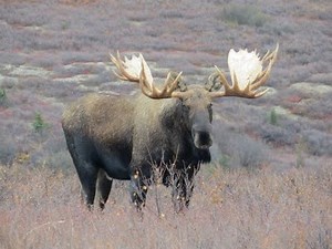 Two Big Bull Moose Fighting. Moose hunt in Alaska