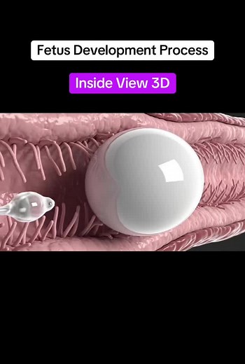 3D Inside View of Fetus Development Process