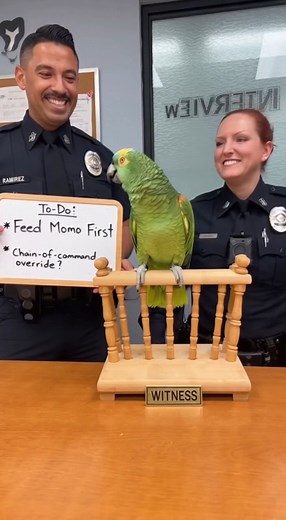 🤣 #MomoTheParrot #MessyEater #PoliceLife | Snarky Sparrow