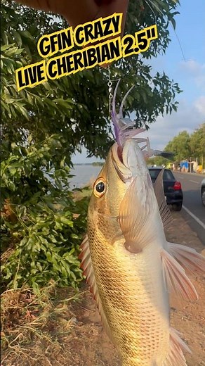 Mangrove Jack Snapper on GFIN Crazy Live Cheribian 2.5” 🔥 Killer Soft Lure Action