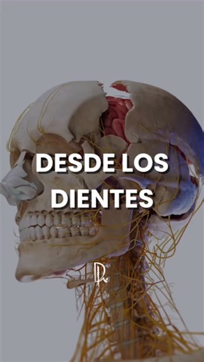 Andrea Reyes MD. MSc. on Instagram: "Cepíllate, usa hilo dental y revisa tus encías. Tu cerebro también te lo agradecerá. En casos de periodontitis, microorganismos como Porphyromonas gingivalis pueden pasar a la sangre y alcanzar el cerebro, generando inflamación y daño neuronal. Estudios recientes incluso han detectado sus toxinas en cerebros de personas con Alzheimer. Esto demuestra que la salud oral no es solo cuestión de dientes y encías: mantener una buena higiene puede ayudar a proteger t