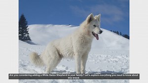 White Swiss Shepherd: Everything You Need to Know
