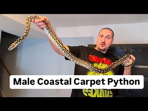 3.5 Year Old Male Coastal Carpet Python - Smilie! Size Update & Are Carpet Pythons good Pets?