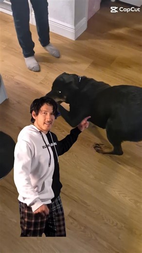 Stay up thinking about this#adorably #rottweiler #funnydog #funnypet #funny #rottweilerlife