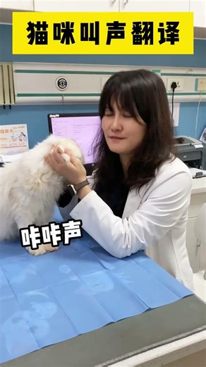 10 Common Meanings of Cat Sounds No Confusion in Meowing#A Complete Collection of Cat