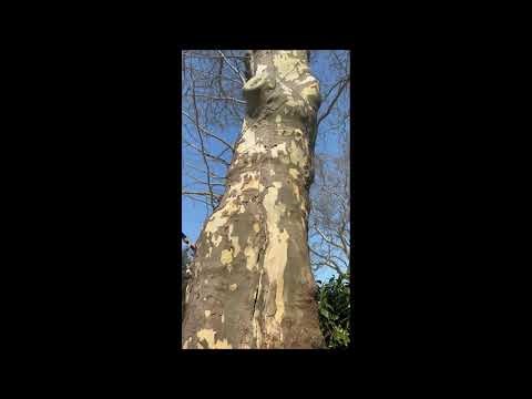 Winter Frost Crack on Sycamore Tree – What Homeowners Need to Know