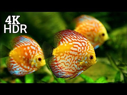 4K Aquarium for Relaxation - Aquarium 4K Water Sound. 4K Video Ultra HD. 4K Fish Aquarium.