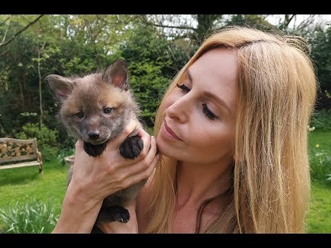 BABY FOXES - HOW TO RESCUE THEM