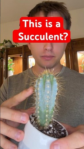 Every Cactus is a Succulent but not all succulents are Cactus